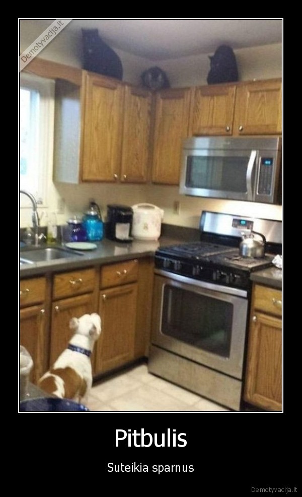 pirbulis,kates,suo, ir, kates