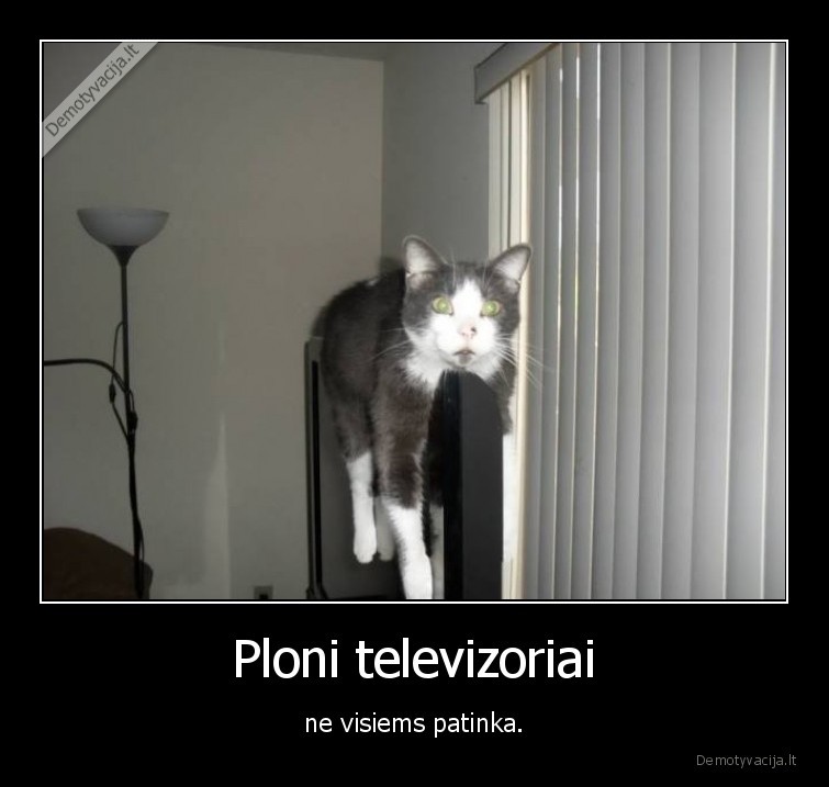 kate,katinas,televizorius