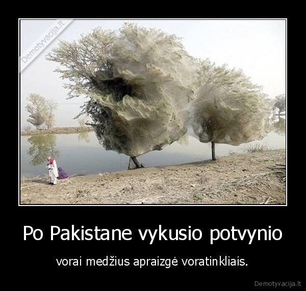 pakistanas,vorai,potvynis,voratinkliai