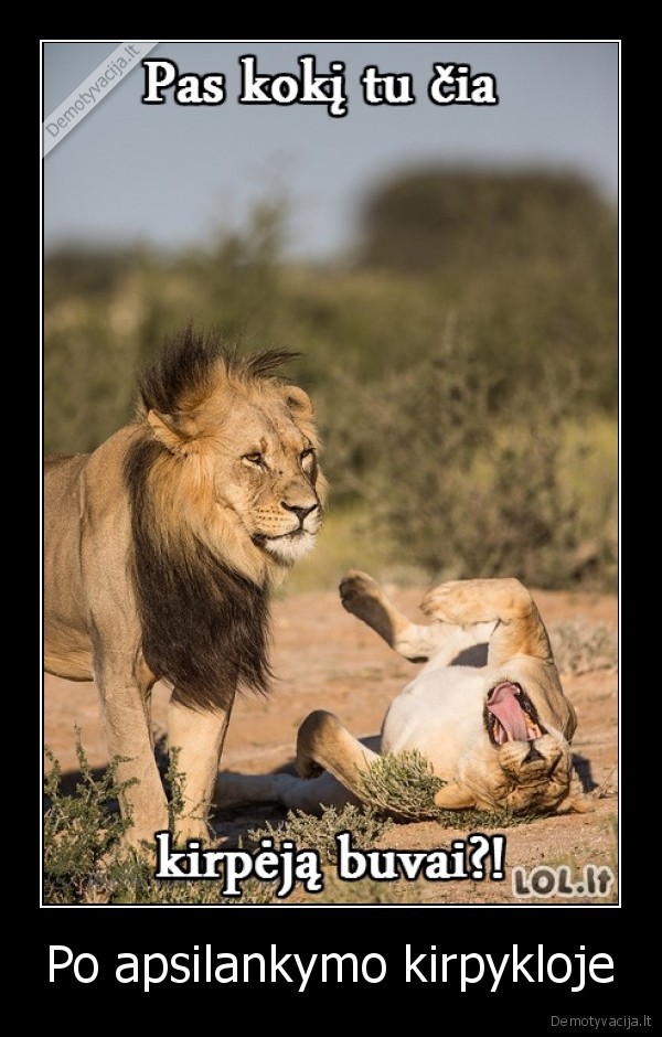 kirpykla,liuto, sukuosena,juokinga, sukuosena