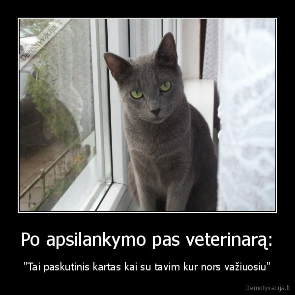 katinas,piktas,ozis,rusu, melsvuju,rusas,pilkas,angry