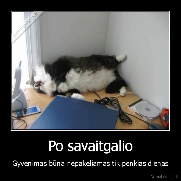 savaitgalis,sunki, savaite,darbo, savaite,katinas