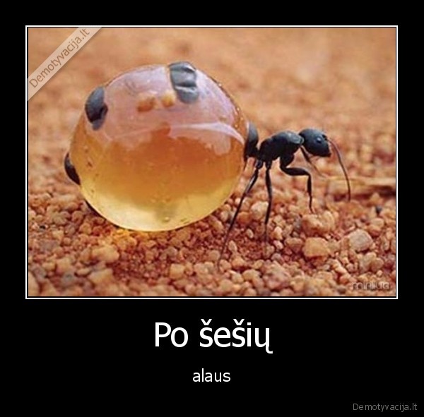alus,slapimo, pusle,skruzdele