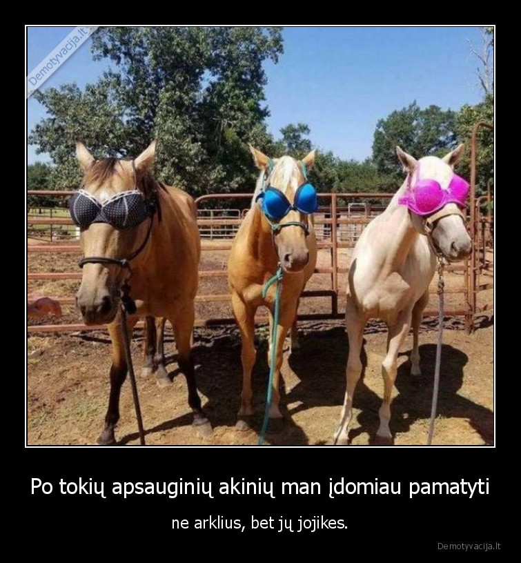 arklys,jojike,akiniai,liemenukas