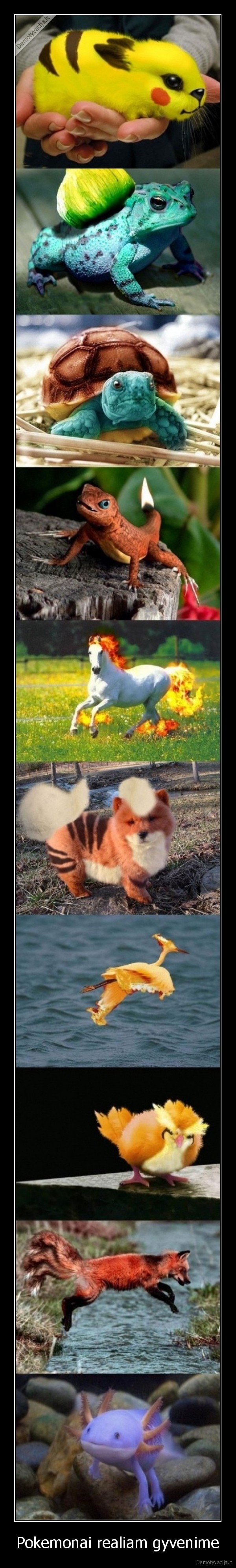 Pokemonai realiam gyvenime