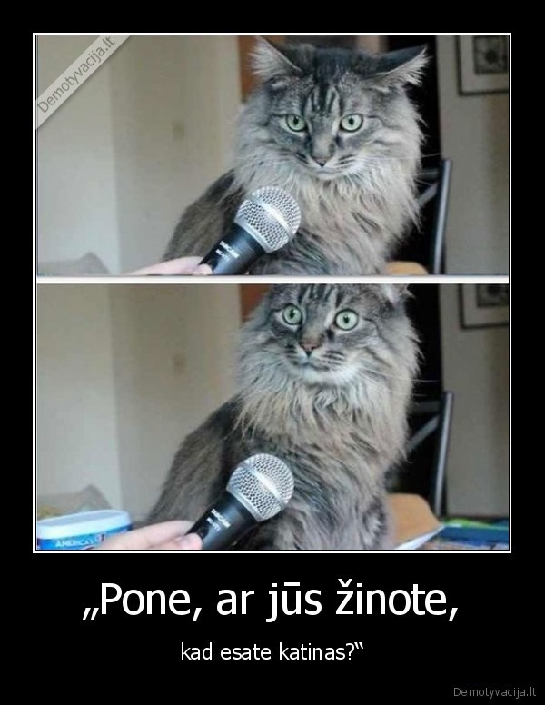 kate,katinas,zinojimas, susirupines, katinas