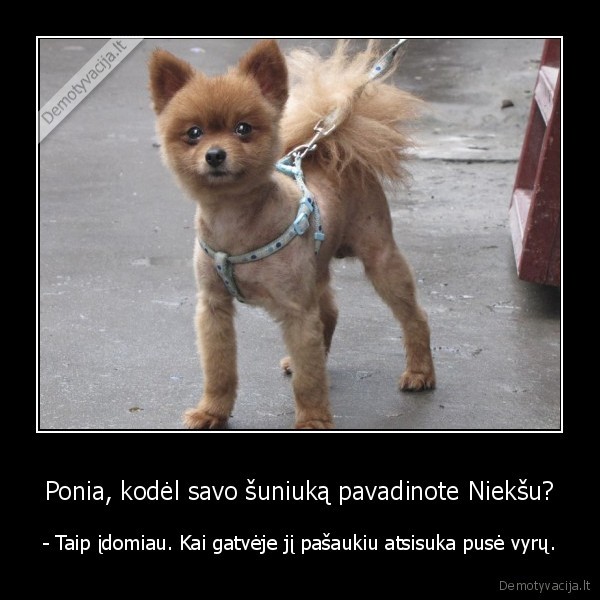 Ponia, kodėl savo šuniuką pavadinote Niekšu?