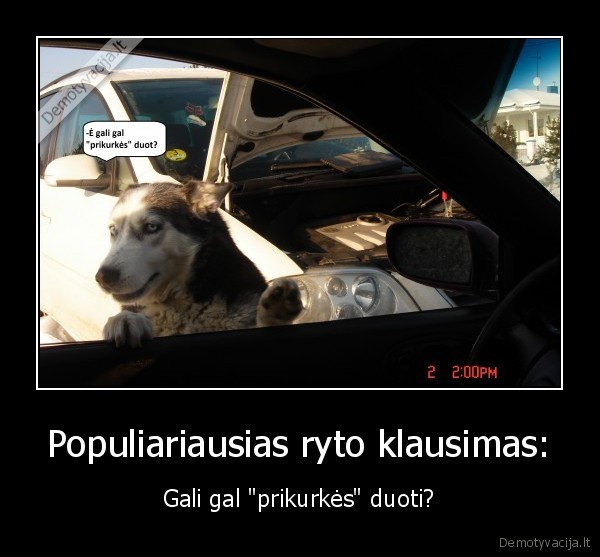 automobiliai,haskis,prikurkes,rytas,saltis