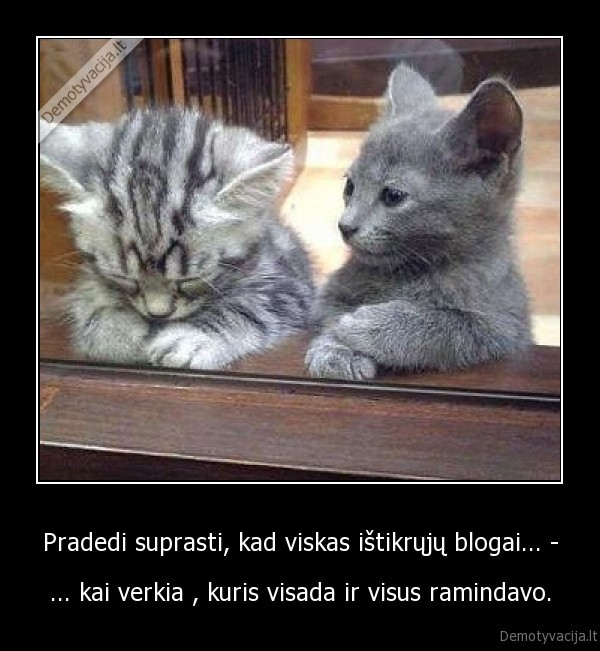 draugas,kate,verkia,palande,pilka,ramina,meile,draugyste,vienybe,blogai