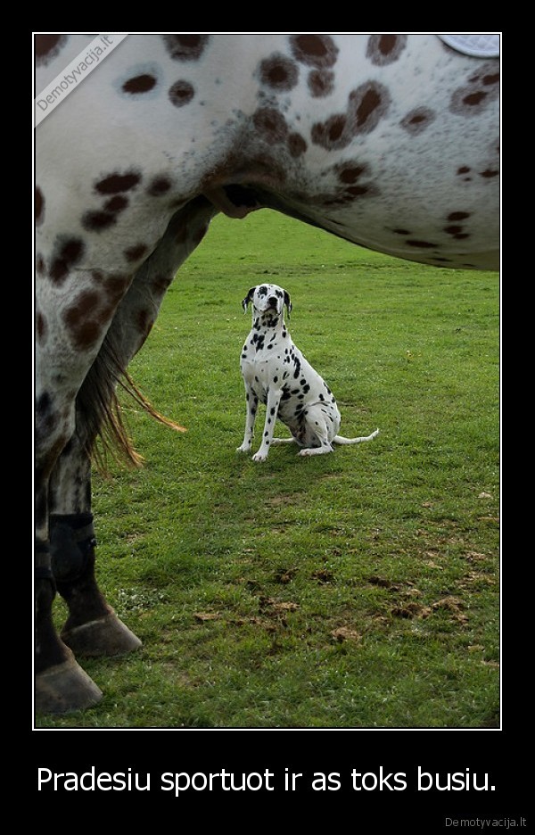 suo,kate,kelmas,kede,tv,antena,be, alaus,problema