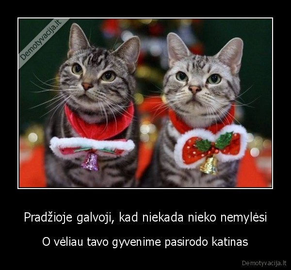 meile, katinui,kaciukai,katinai