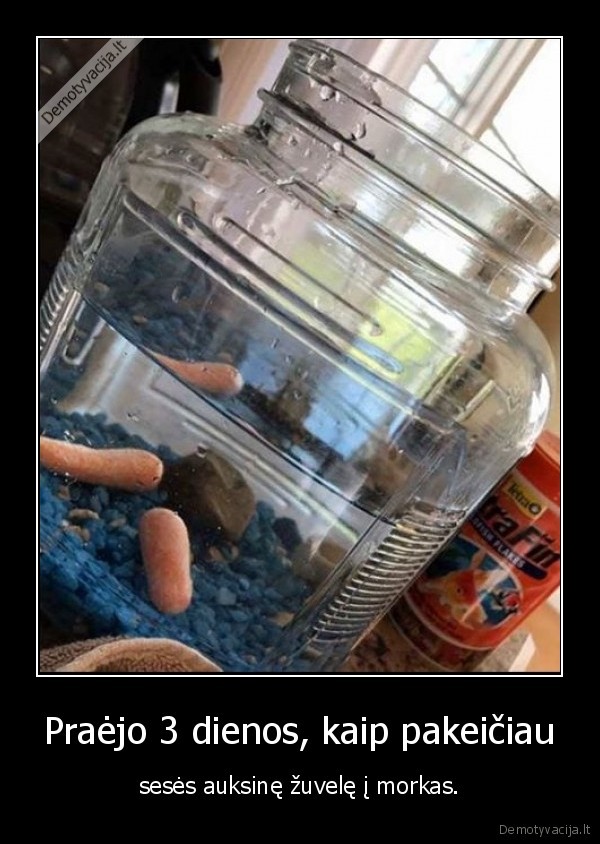 auksine, zuvele,morkos