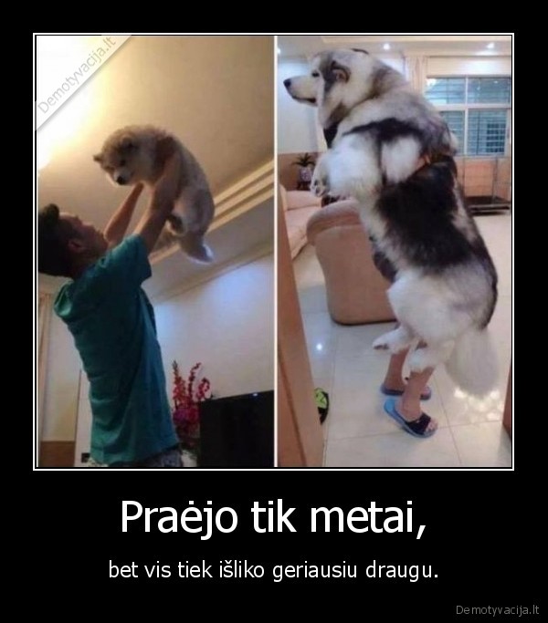 suo,draugas,mielas, suo,draugyste