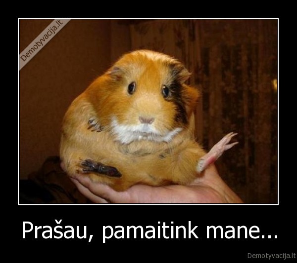 ziurkenas, mielas, gyvunai