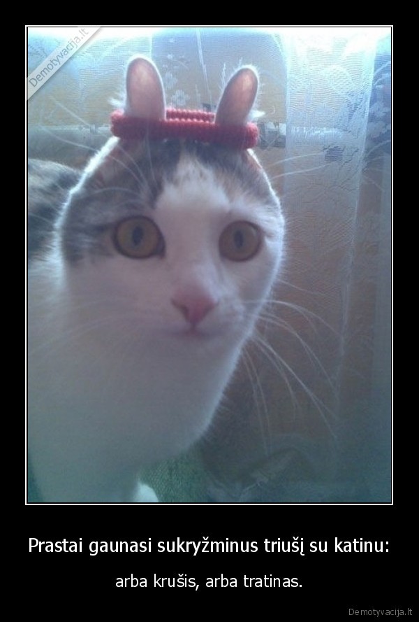 katinas,triusis,misrunas