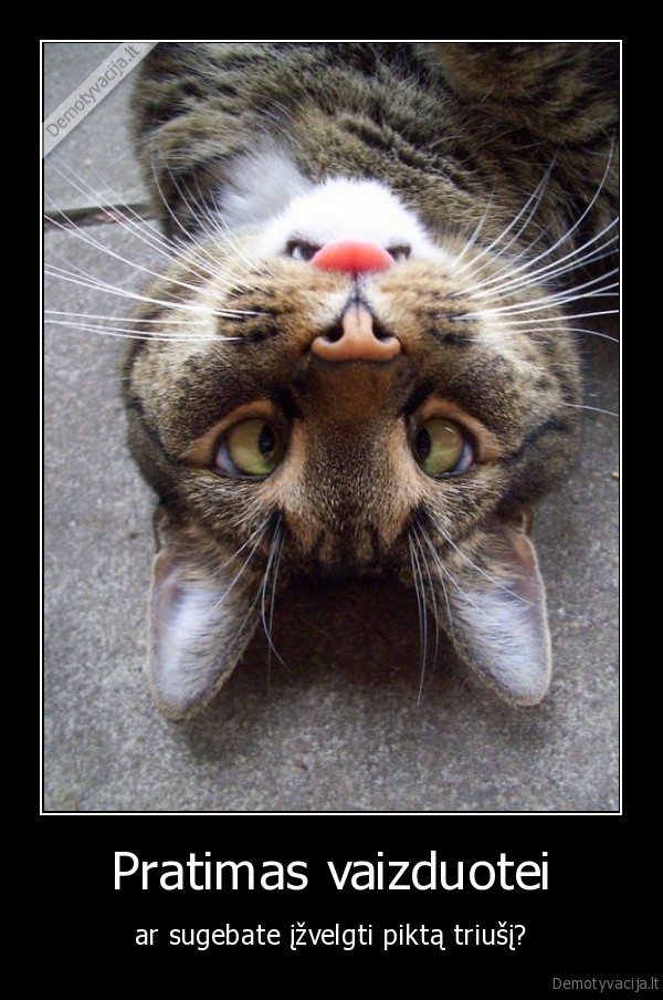katinas,katin, nuotraukos,triusis,piktas, triusis