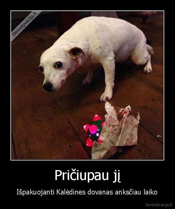 suns, zaislas,kaltas, suo