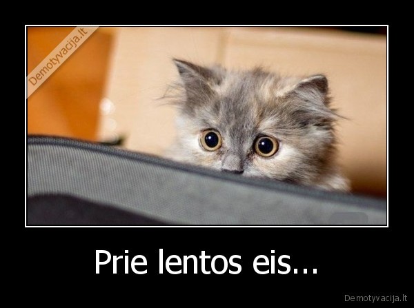 katinas,baime,prie, lentos