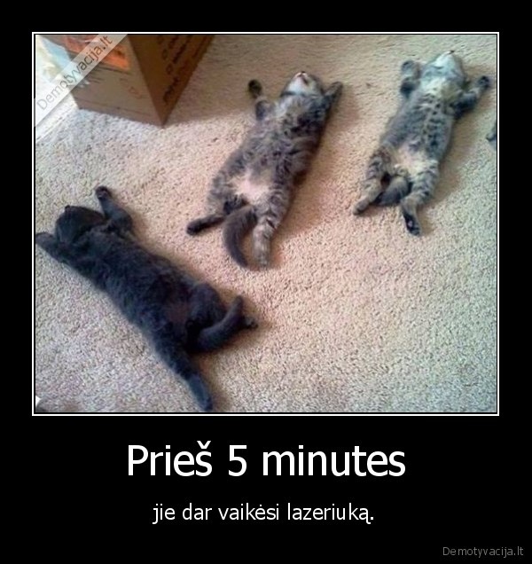 kate,katinas,kaciukas,miegas,lazeris
