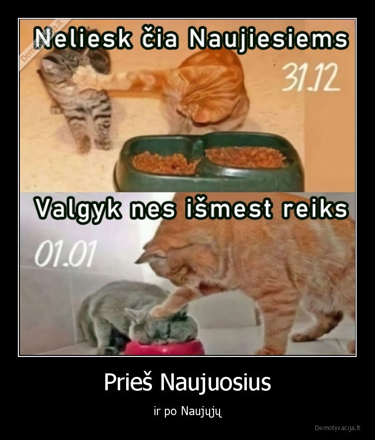 naujieji,metai,katinas,maistas