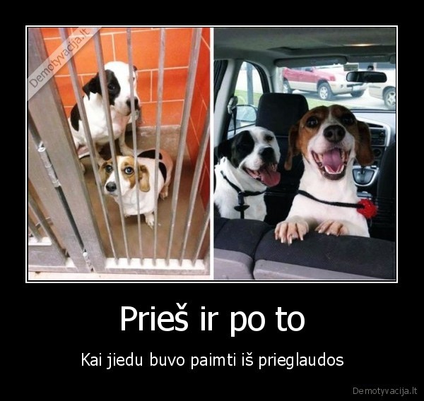 sunu, prieglauda,laimingi, sunys