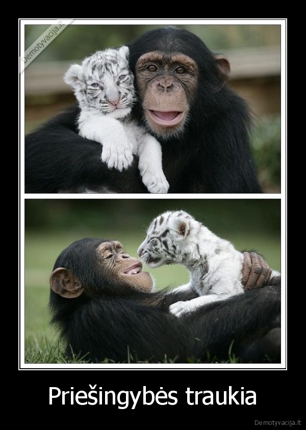 tu, visai, akuel, ziuriu