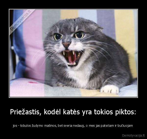 kate,katinas,pikta,piktas,zudymo, masina