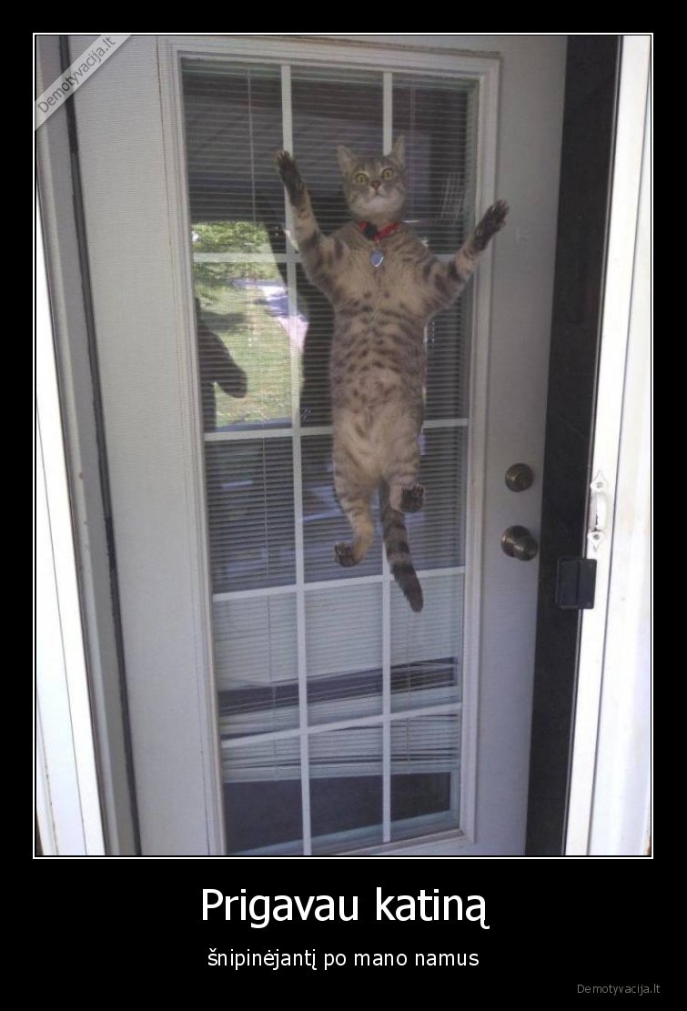 katinai,augintiniai,snipas,kate,katinas