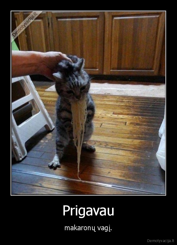 kate,katinas,makaronai,vagis