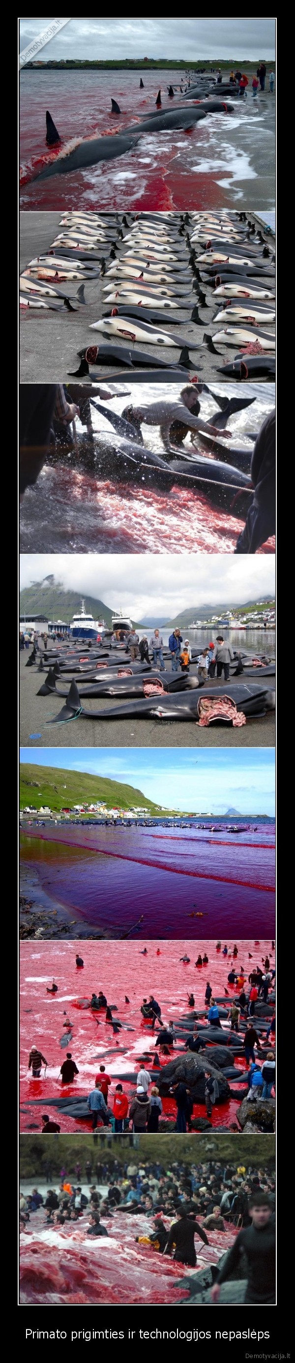 ziaurumas, zmones, delfinai, kraujo, jura