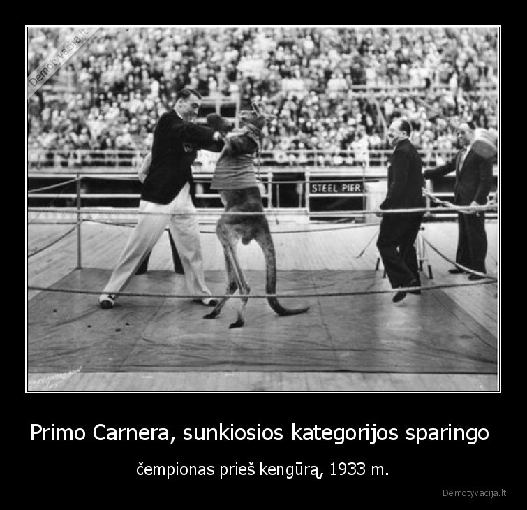sparingas,primo, camera,kengura,ringas