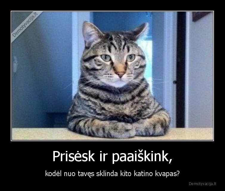 katinas,rimtas,pokalbis