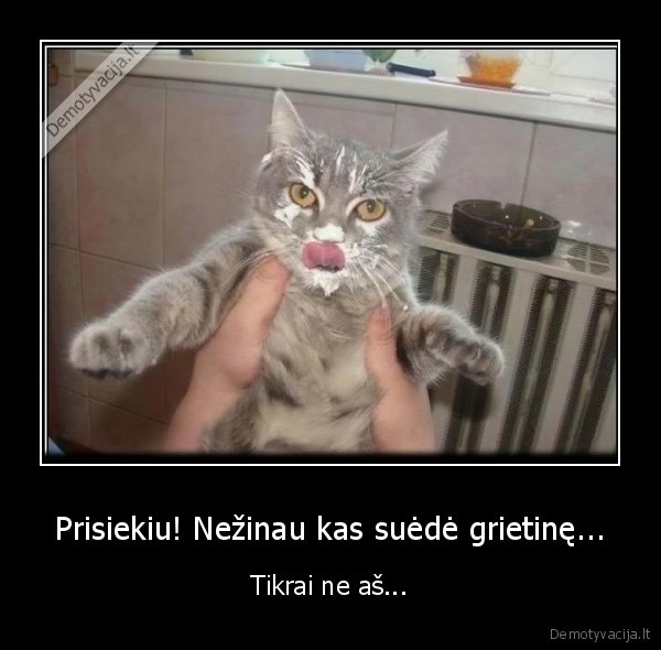 grietine, suede, tikrai, ne, katinas