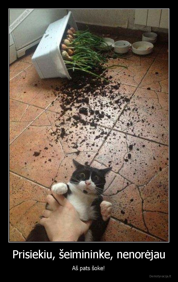 katinas,pridirbo,gele,kate,seimininkas,soke