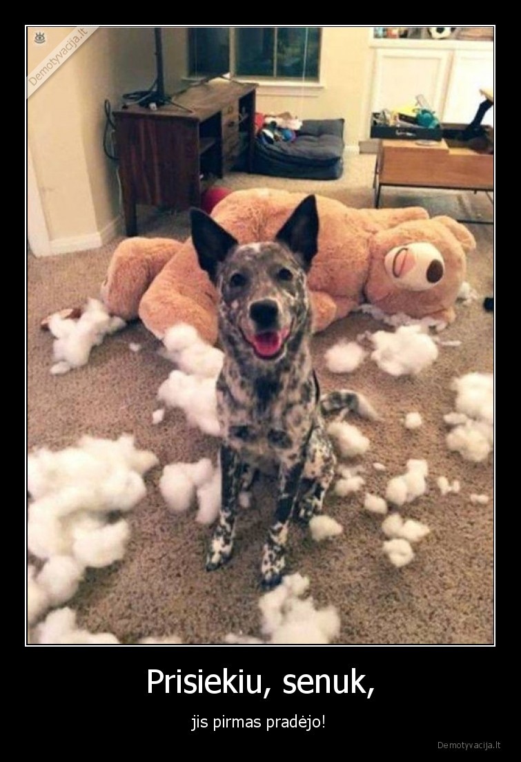 suo,pirmas,pradejo,zaislas,sugadino