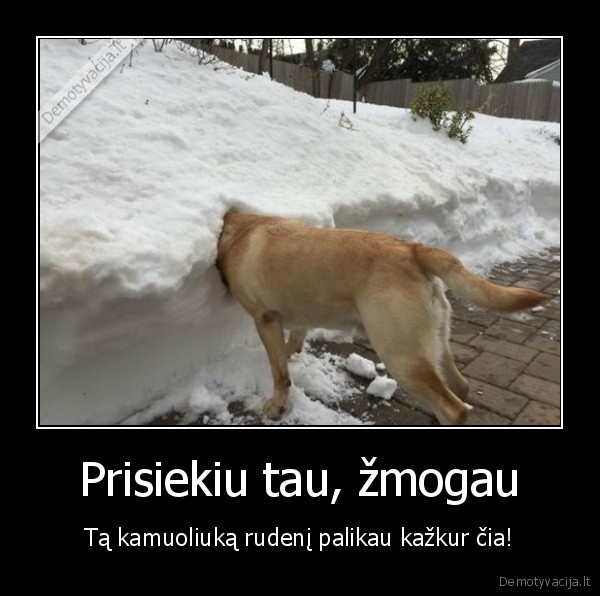 suo,kamuoliukas,sniegas