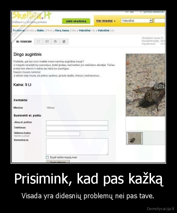 muse,skelbimas,augintinis,dingo