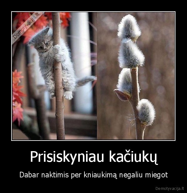 katinai,kaciukai,kaciu, miaukimas,pavasaris