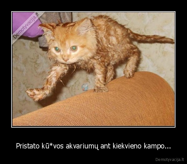 piktas, katinas,sunkus, katino, gyvenimas,ikrito, i, akvariuma,slapia, kate