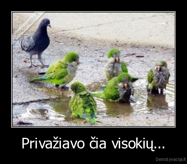 privaziavo, cia, visokiu,imigrantai,zalios, papugos,piktas, balandis