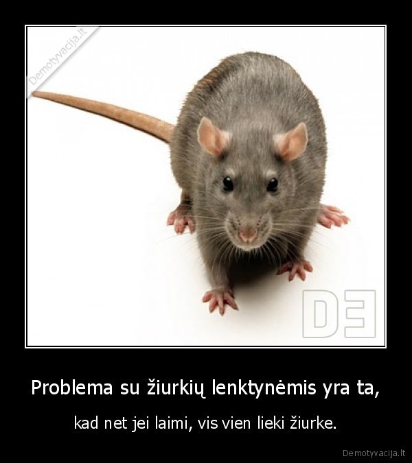 Problema su žiurkių lenktynėmis yra ta,