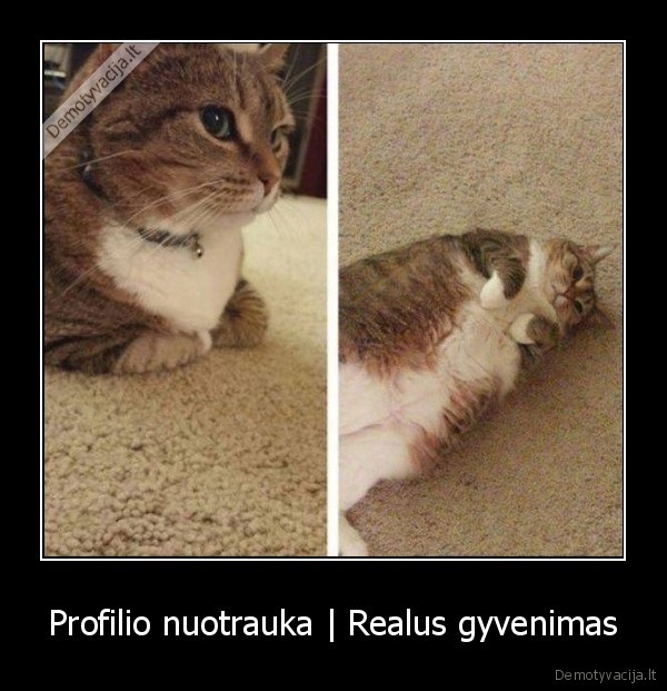 kate,katinas,profilis,nuotrauka