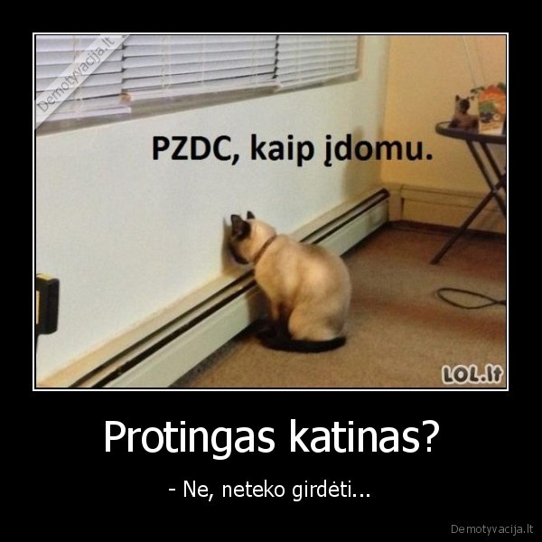 Protingas katinas?