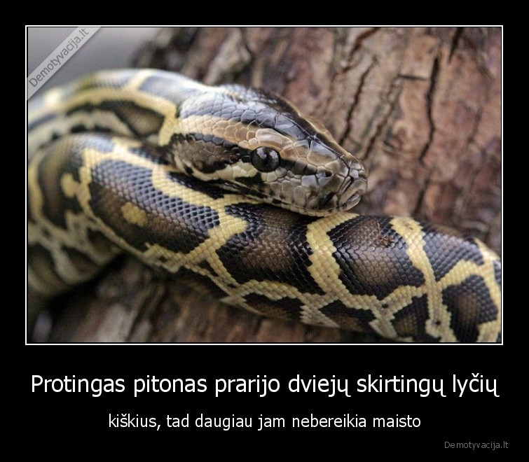 pitonas,kiskiai,maistai,smart