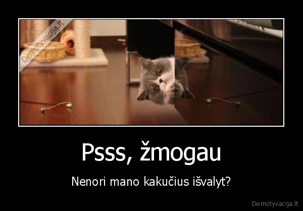 katinas,kaku,isvalytiu