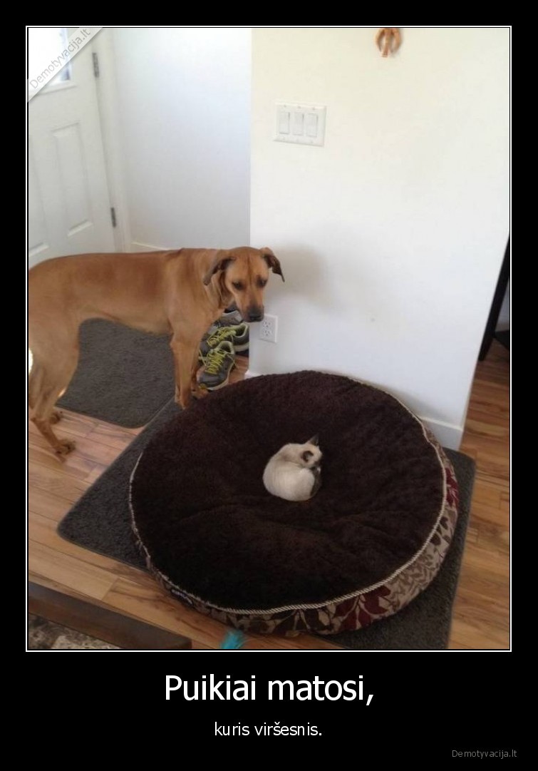 kate,katinas,suo,virsenybe