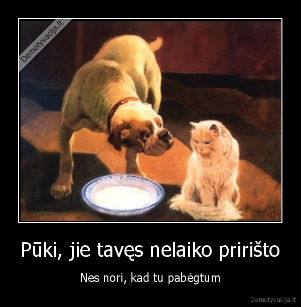 juokingas, suo,pukuotas, katinas