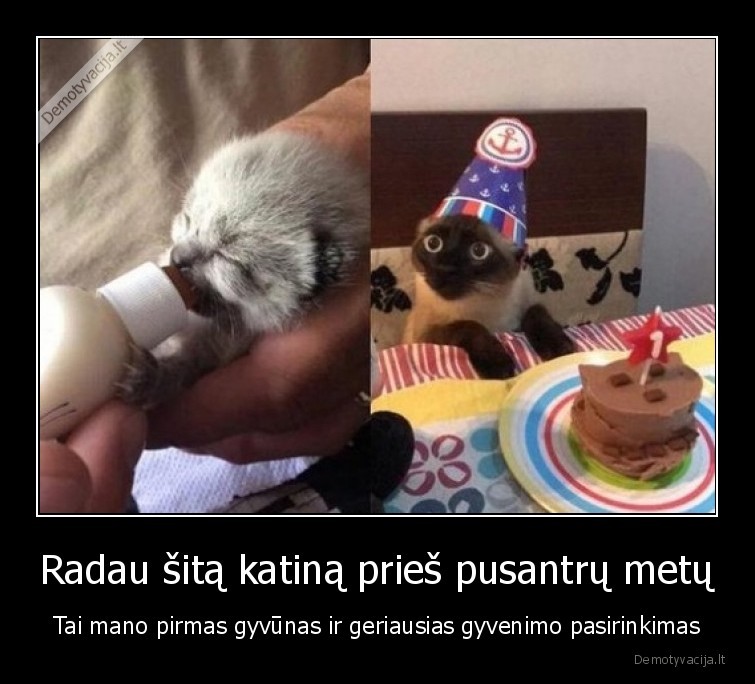 katinas,kaciukas,prieglauda,grazu