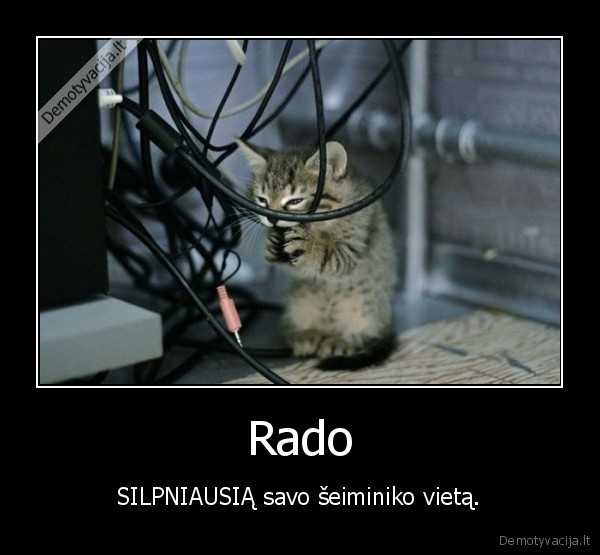 katinas,kompiuteris,internetas,seimininkas