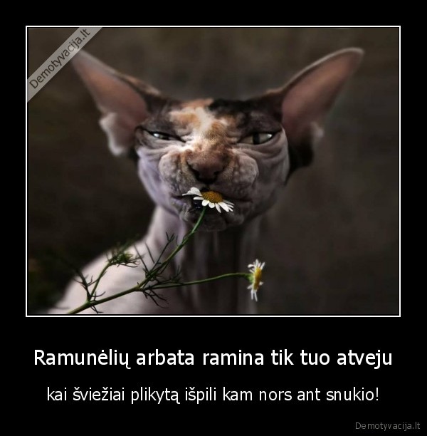 ramuneliu, arbata,ramunes